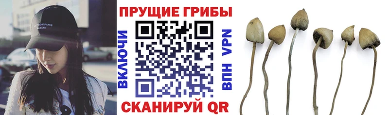 Галлюциногенные грибы Cubensis  OMG ссылки  Ростов-на-Дону 